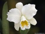 Orchid_04