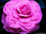 Flower_072