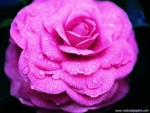 Flower_072