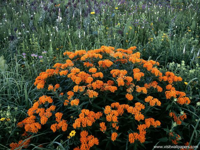 Flower_081