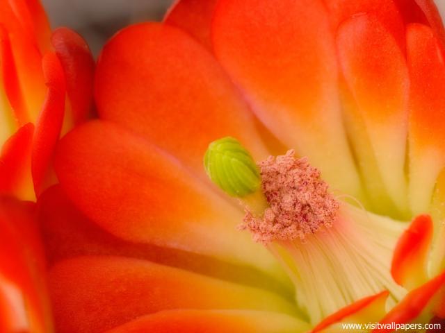 Flower_082
