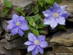 Flower_083