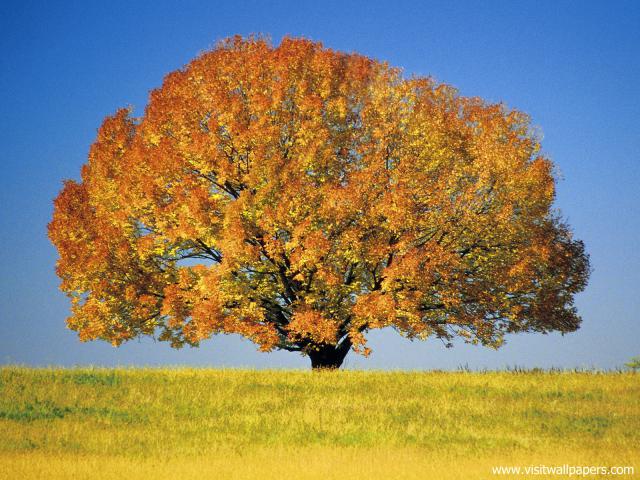 Colorful_Maple_Tree