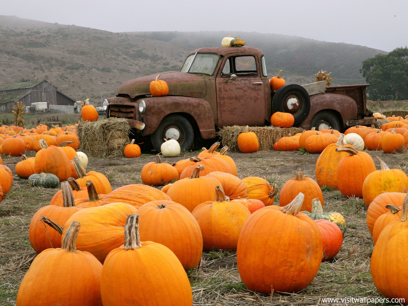 Pumpkin_02
