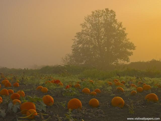 Pumpkin_05
