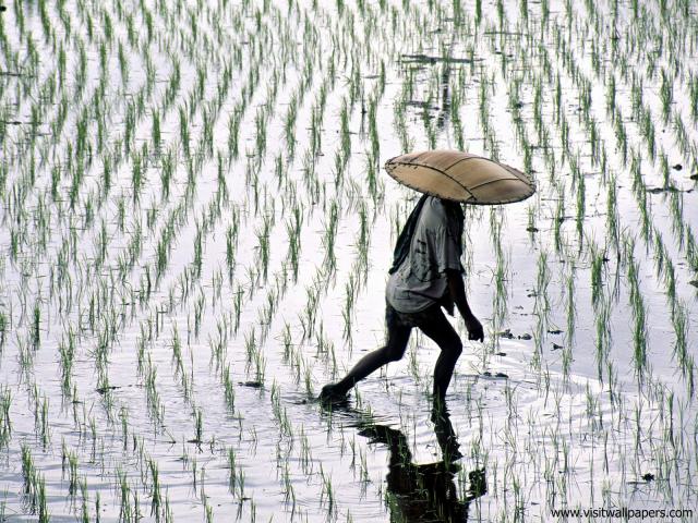 Rice_Fields_Bali