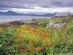 Carna_Bay_Ireland