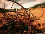 The_Fields_of_Gold