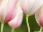 Painterly_Tulips
