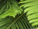 Natural_Cover