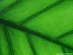 Green_Leaf