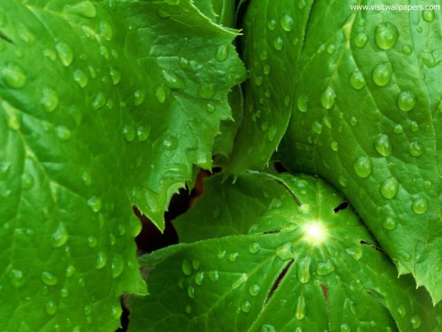 green_032