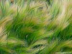 Foxtail_Barley