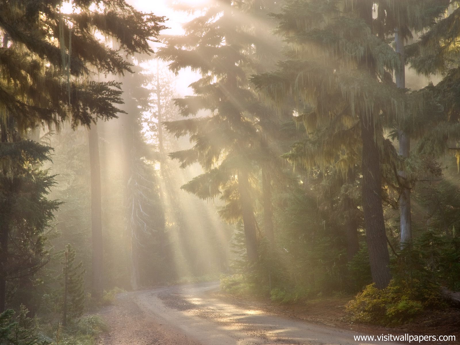 Morning_Light_04
