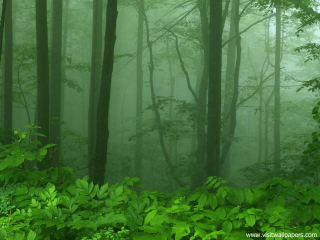 Foggy_Sunrise_11
