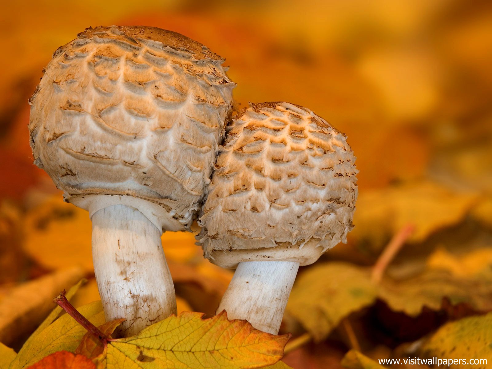 Lepiota_Mushrooms