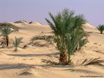 Desert_06