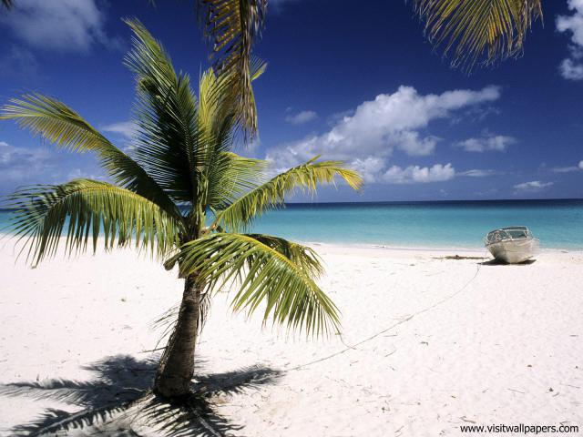 tree_233