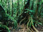 tree_244