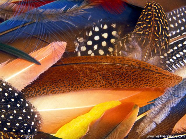 Rare_Feathers