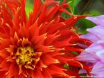 Flower_085