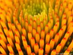Flower_088