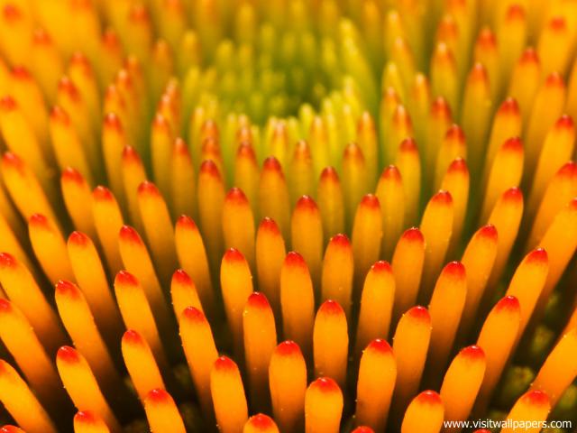 Flower_088