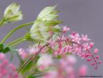Heucherella_&_Astrantia