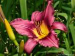 Lily_in_Spring