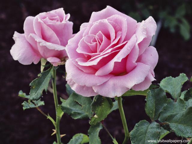 Delicate_Blossoms