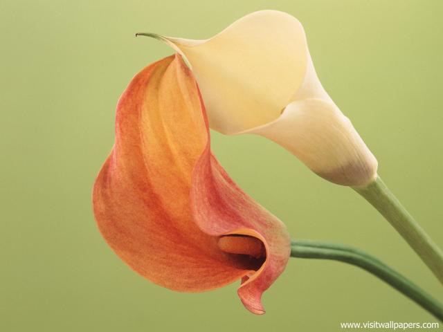 Delicate_Calla_Lilies