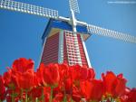 Windmill_01