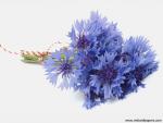 Flower_089