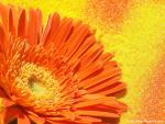 Flower_087