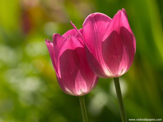 Flower_092