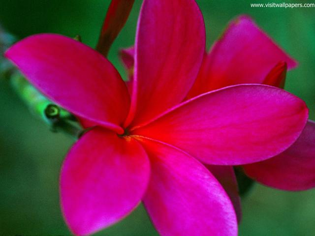 Flower_094