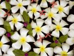 Flower_097