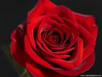 Flower_101