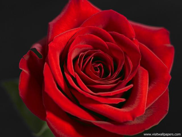 Flower_101
