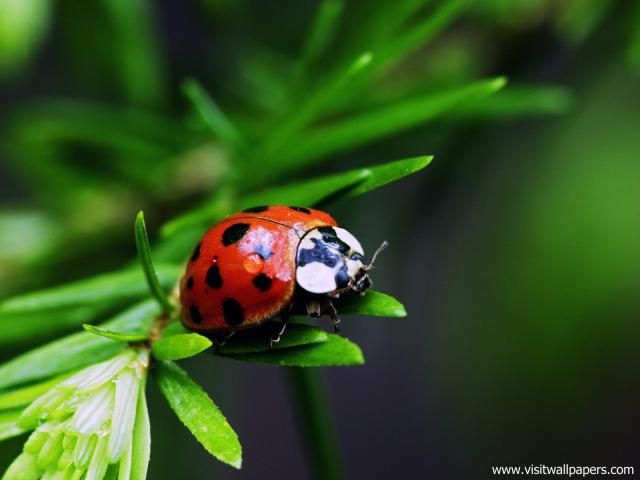 Animals_634