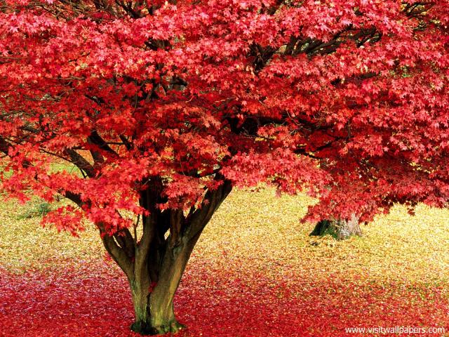 England_110