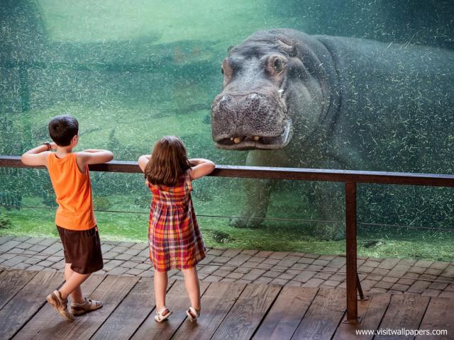 Animals_638