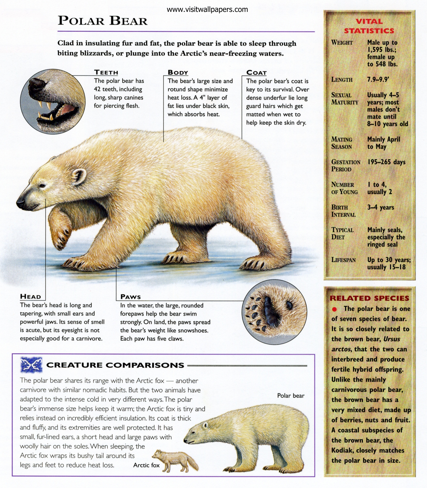 Animals_644