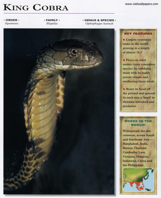 Animals_645