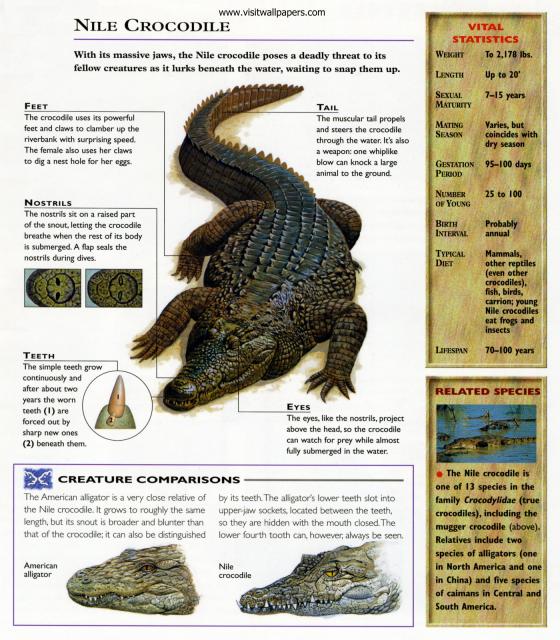 Animals_648