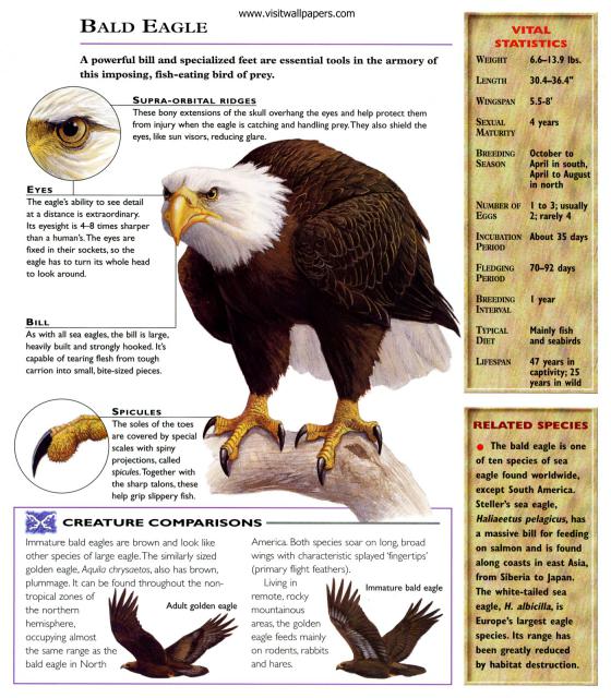 Birds_262