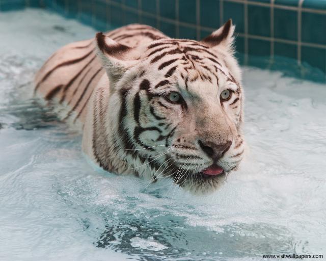 Tiger_117