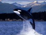 ocean-life-557