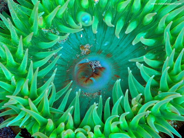 ocean-life-558