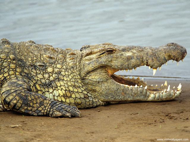 Animals_650